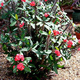 ardisia crenata plant Ardisia crenata 'Queen Star'