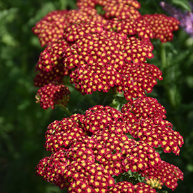 Plant Photo 7