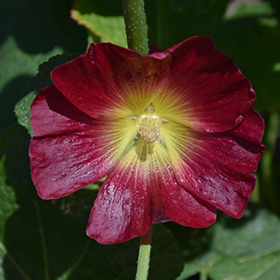 Plant Photo 4