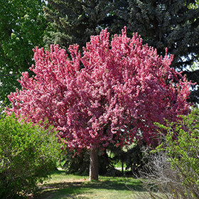 Plant Photo 6