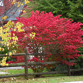 Plant Photo 7
