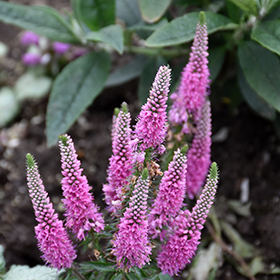 Plant Photo 9