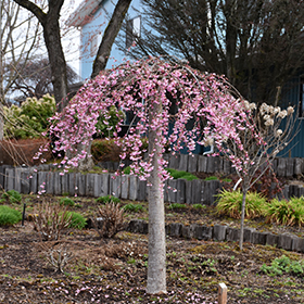 Pink Cascade Weeping Cherry (Prunus 'NCPH1') in Bloomingdale