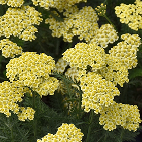 Plant Photo 8