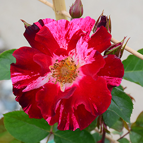 Fourth of July Rose (Rosa 'Fourth of July') in Bloomingdale
