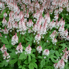 How to Plant and Grow Foamflower