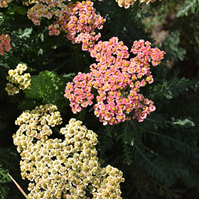 Plant Photo 2