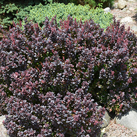 Plant Photo 7