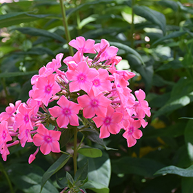 Plant Photo 6