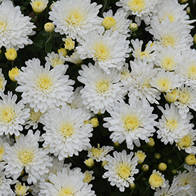 Plant Photo 2