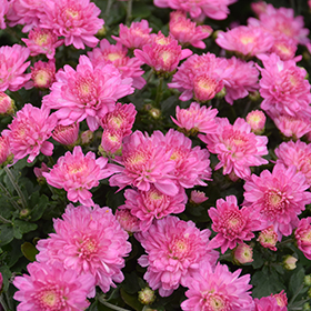 Plant Photo 10