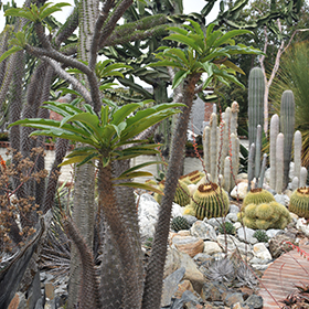 Plant Photo 6