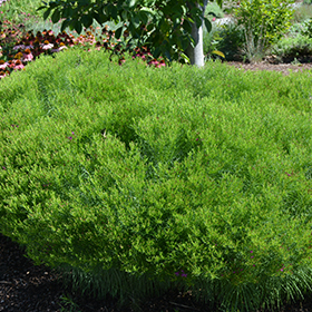 Plant Photo 1