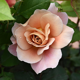 Pink Parfait Rose (Rosa 'Pink Parfait') in Drums Mountaintop Wilkes-Barre  Hazleton Whitehaven Pennsylvania PA at Beechwood Gardens