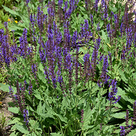 Plant Photo 2