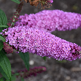Plant Photo 3