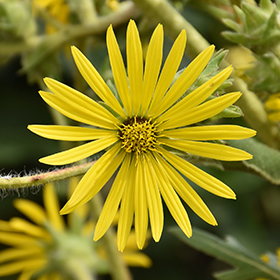 Plant Photo 7