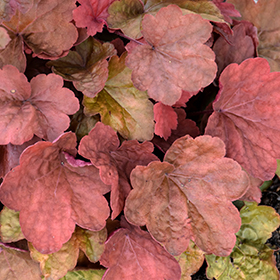 Plant Photo 7