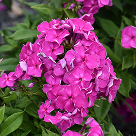 Plant Photo 5