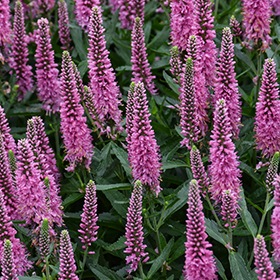 Plant Photo 6