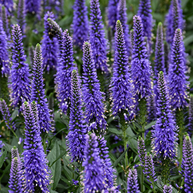 Plant Photo 7