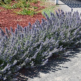 Plant Photo 8