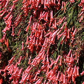 Plant Photo 7