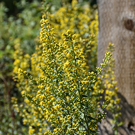 Plant Photo 10