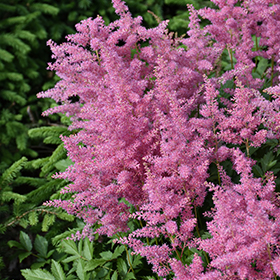 Plant Photo 5