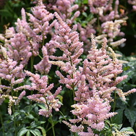 Plant Photo 10