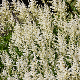 Plant Photo 7