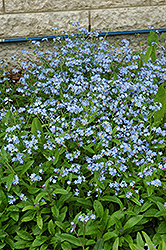 Blue Forget-me-not Seeds (Myosotis) | Classic Spring Bedding