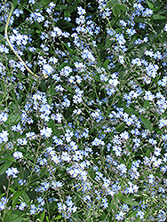 Forget-Me-Not (Myosotis sylvatica) in Bloomingdale Carpentersville