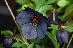 Winter Jewels Black Diamond Hellebore (Helleborus 'Black Diamond
