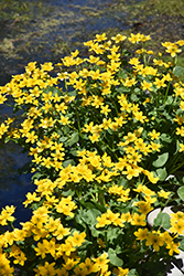 Marsh Marigold (Caltha palustris) in Bloomingdale Carpentersville