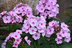 Cotton Candy Garden Phlox (Phlox paniculata 'Ditomfav') in