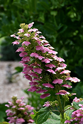 Gatsby Pink Hydrangea (Hydrangea quercifolia 'JoAnn') in