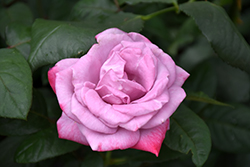 Paradise Rose (Rosa 'Paradise') in Bloomingdale Carpentersville
