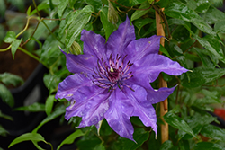 clematis出品 Edda Clematis (Clematis 'Evipo074') in Bloomingdale