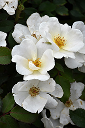 Offen【Reborn project】ROSE-pointed /WHITE White Knock Out Rose (Rosa 'Radwhite') in Bloomingdale