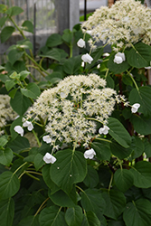 Climbing Hydrangea (Hydrangea anomala 'var. petiolaris') in
