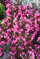 Wine and Roses Weigela (Weigela florida 'Alexandra') in