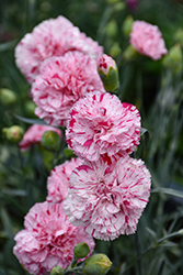 Devon Cottage Pinball Wizard Pinks (Dianthus 'WP15 MOW08') in