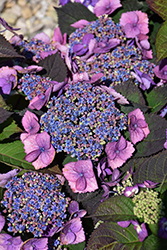 Tuff Stuff Top Fun Hydrangea (Hydrangea serrata 'SMNHSG') in