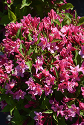 Sonic Bloom Pink Reblooming Weigela (Weigela florida 'Bokrasopin