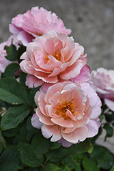 Distant Drums Rose (Rosa 'Distant Drums') in Bloomingdale