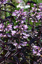 Dakota Burgundy Beard Tongue (Penstemon digitalis 'TNPENDB') in