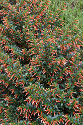 Vermillionaire Large Firecracker Plant (Cuphea 'Vermillionaire