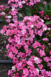 FLOW Enigma 162 ソールガード付き パウダー カービング Jolt Pink Magic Pinks (Dianthus 'PAS1141435') in Bloomingdale