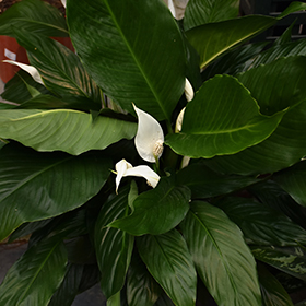 Plant Photo 5